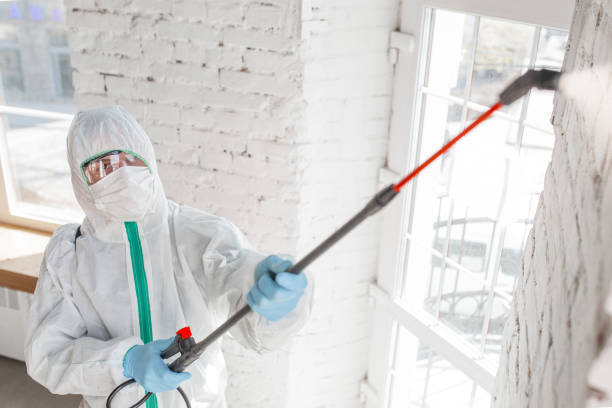 Reliable Cool Valley, MO Mold Removal Solutions