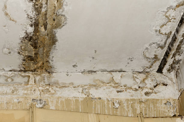 Best Basement Mold Removal  in Cool Valley, MO